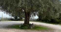 CESSIONE ATTIVITA’ RISTORANTE Montrusciello