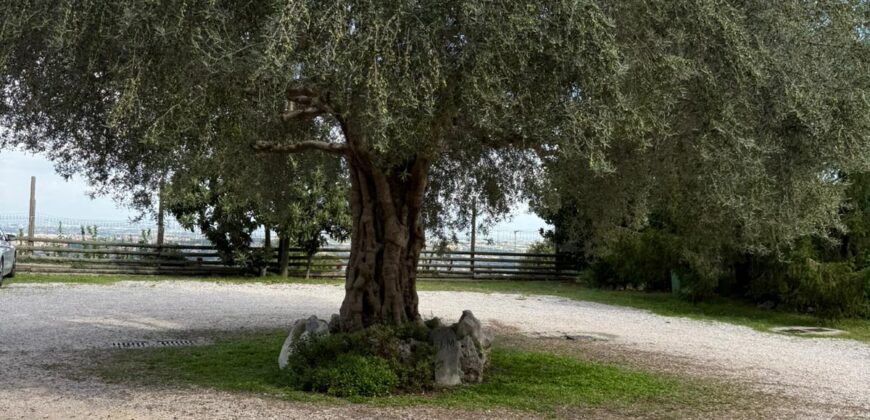 CESSIONE ATTIVITA’ RISTORANTE Montrusciello