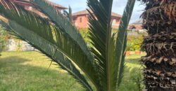 VILLA SINGOLA RISTRUTTURATA Varcaturo-Parco Residence