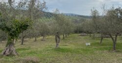 TERRENO CON CASOLARE San Salvatore Telesino