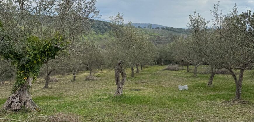 TERRENO CON CASOLARE San Salvatore Telesino