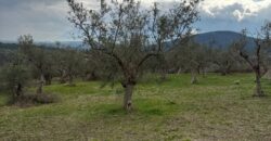 TERRENO CON CASOLARE San Salvatore Telesino