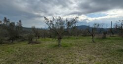 TERRENO CON CASOLARE San Salvatore Telesino