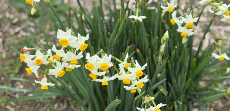 TERRENO CON CASOLARE San Salvatore Telesino