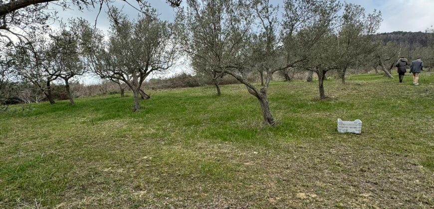 TERRENO CON CASOLARE San Salvatore Telesino