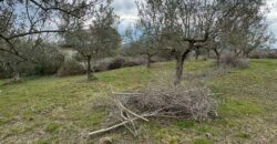 TERRENO CON CASOLARE San Salvatore Telesino