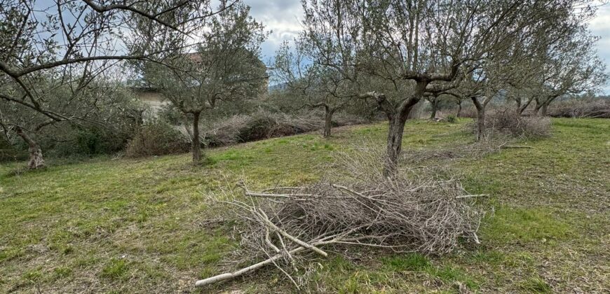 TERRENO CON CASOLARE San Salvatore Telesino