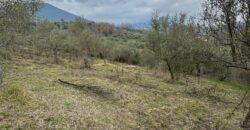 TERRENO CON CASOLARE San Salvatore Telesino