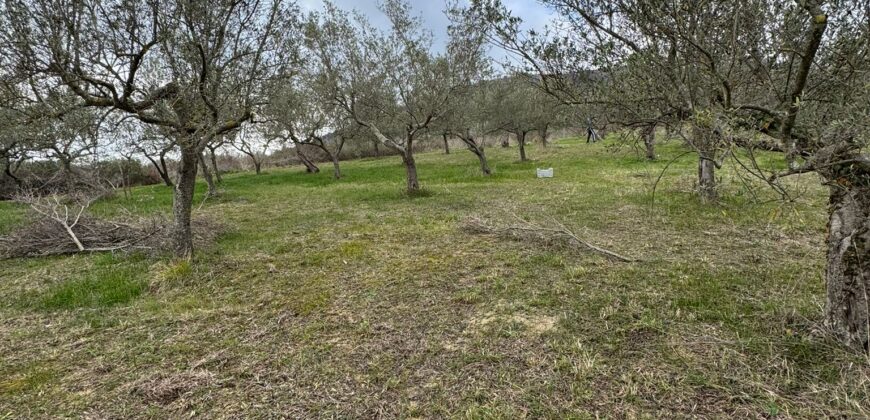 TERRENO CON CASOLARE San Salvatore Telesino