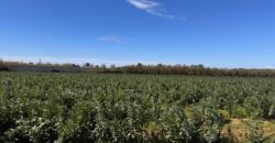 TERRENO AGRICOLO 17200 Varcaturo