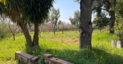 AMPIO CASALE Falciano Del Massico