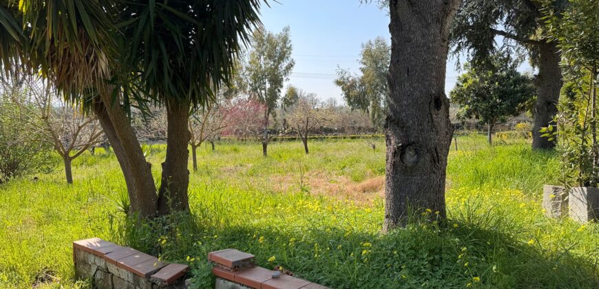 AMPIO CASALE Falciano Del Massico