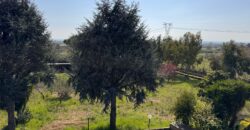 AMPIO CASALE Falciano Del Massico