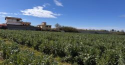 TERRENO AGRICOLO 17200 Varcaturo