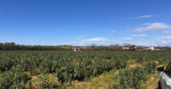 TERRENO AGRICOLO 10000MQ Lago Patria