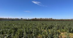 TERRENO AGRICOLO 17200 Varcaturo