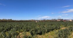 TERRENO AGRICOLO 10000MQ Lago Patria