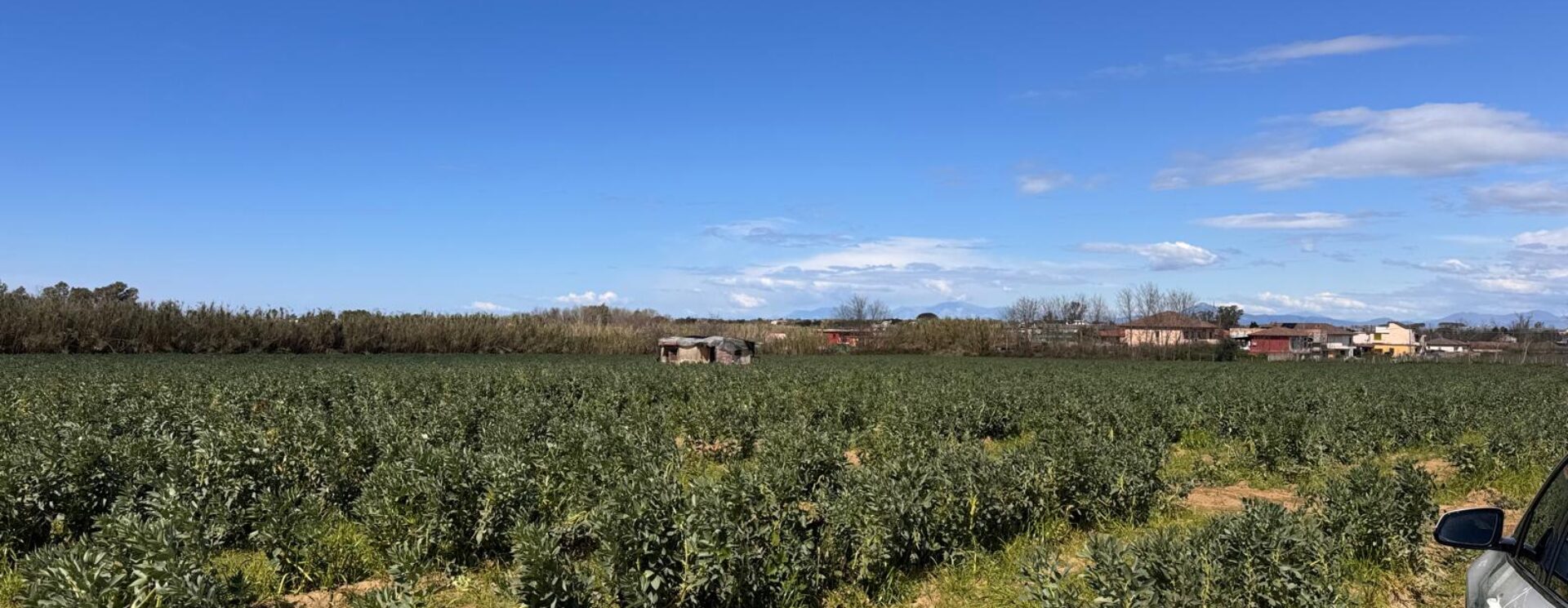 TERRENO AGRICOLO 17200 Varcaturo