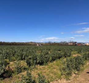 TERRENO AGRICOLO 17200 Varcaturo