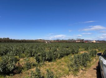 TERRENO AGRICOLO 17200 Varcaturo