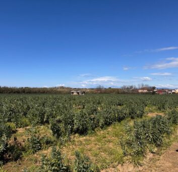 TERRENO AGRICOLO 17200 Varcaturo